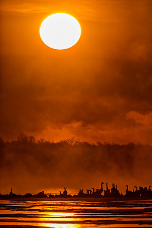 "Trumpeters In The Mist"