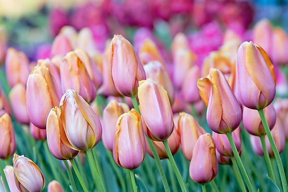 "Tulips Galore"