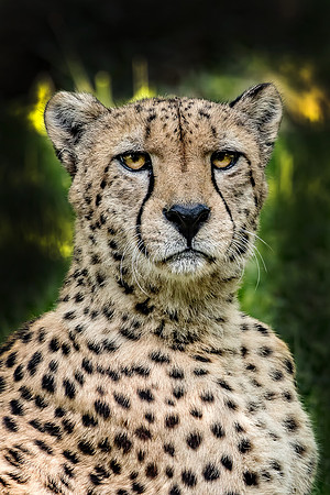 "Cheetah Stare"
