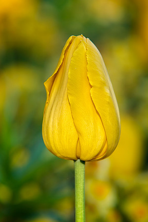 "Yellow Tulip Waiting"