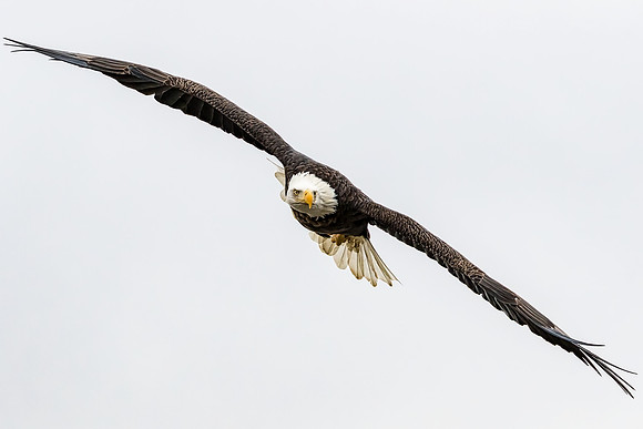 "The Hunter"
