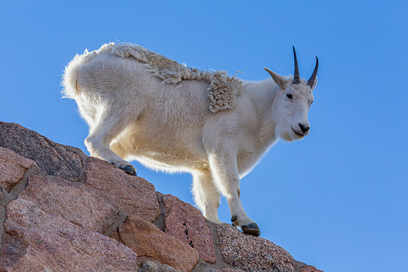 "Backlit Mountain Goat"
