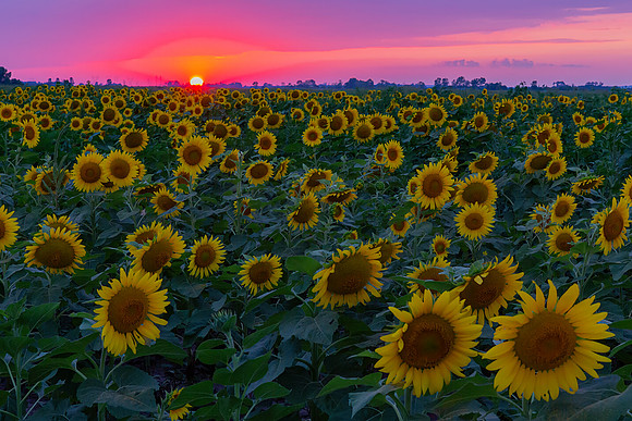 "Riverlands Sunfloer Sunset"