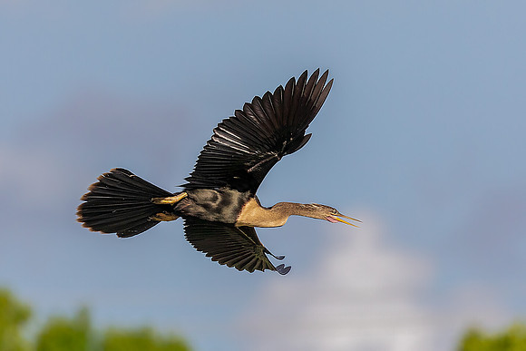 "Flying Female Anhinga"