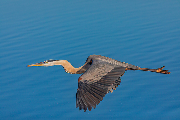 "Great Blue Heron Flyby"