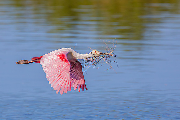 "Bring Home Nesting Material"