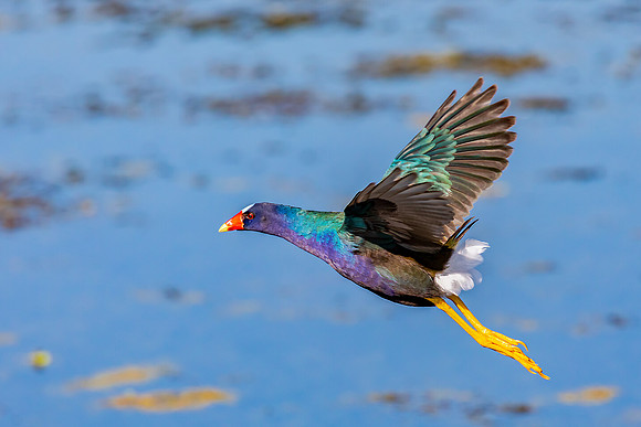"Flying Purple Gallinule"