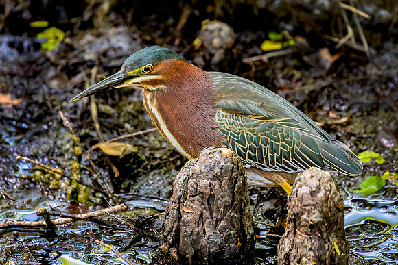 "Green Heron Hunting"
