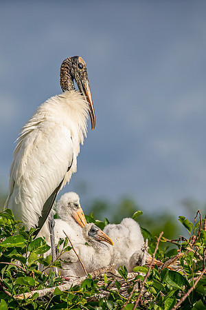 "Nesting Wood Stork Family"