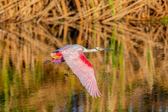 "Bringing Nest Material"