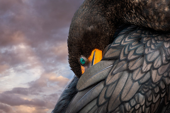"Preening Cormorant"