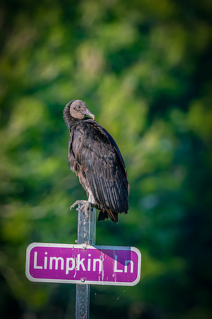 "Limpkin Lane Perch"