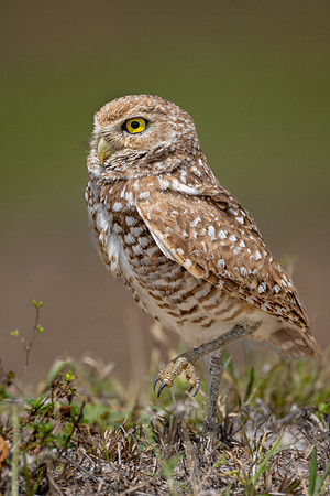 "On Alert"