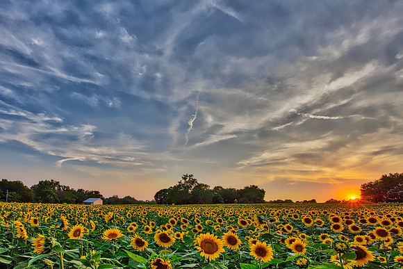 "Sunflower Sunset"