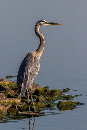 "Great Blue"