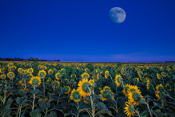 "Moonlit Sunflowers"