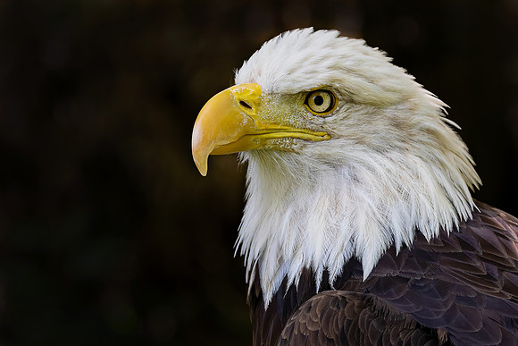 "Profile of Courage"