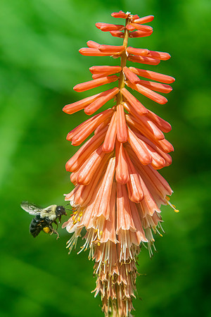 "Gathering Pollen"