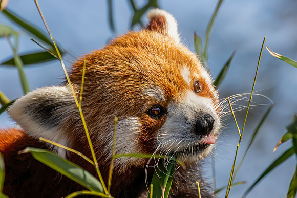 "Feeding Red Panda"