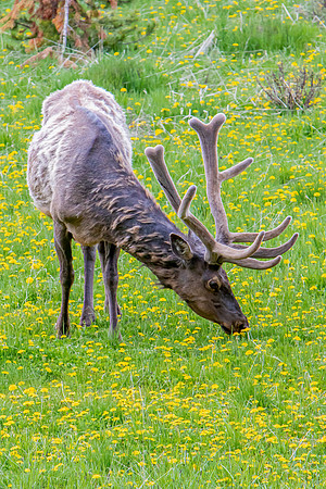 "Spring Grazing"