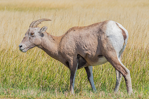 "Lady Big Horn"