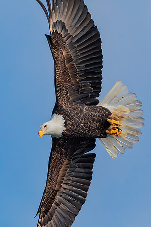 "Soaring Turn"