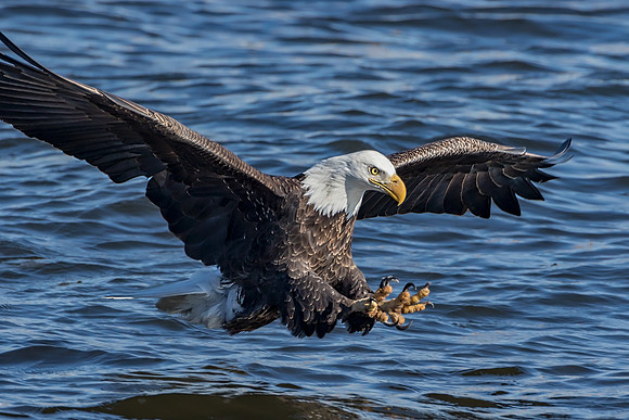 "Talons"