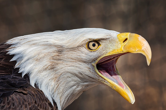 "Patriot Calls"