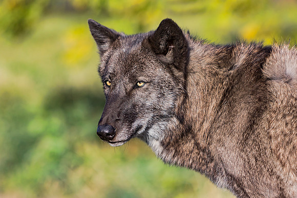 "Wolf Eyes"