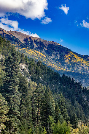 "Colorado Gold"