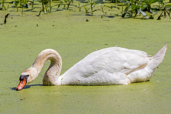 "Mute In The Swamp"