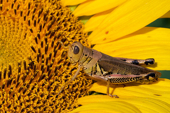 "Pollen Hopper"