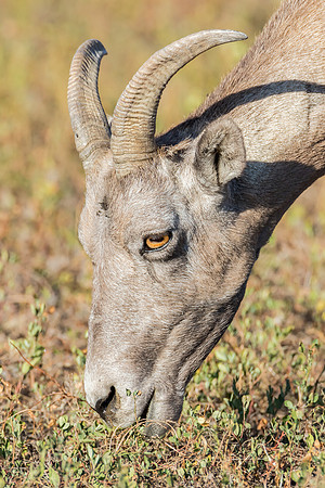 "Lady Big Horn Grazing"