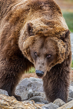 "Hunting Grizzly"