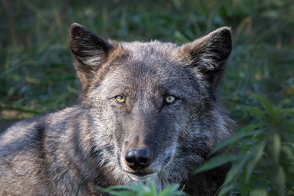 "Wolf Eyes"