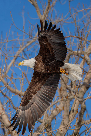 "Taking Flight"