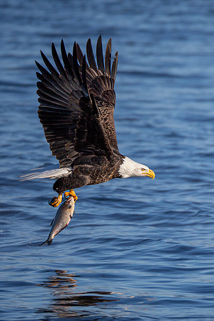 "Successful Catch"