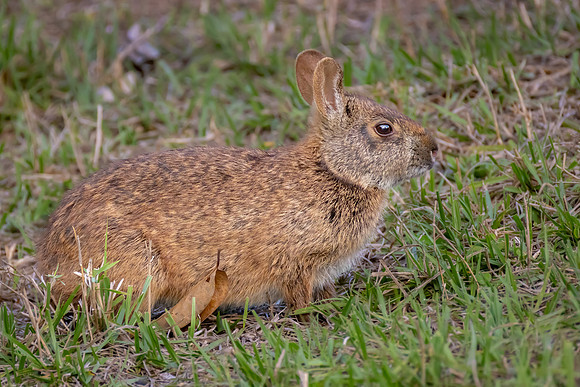 "Marsh Rabbit"