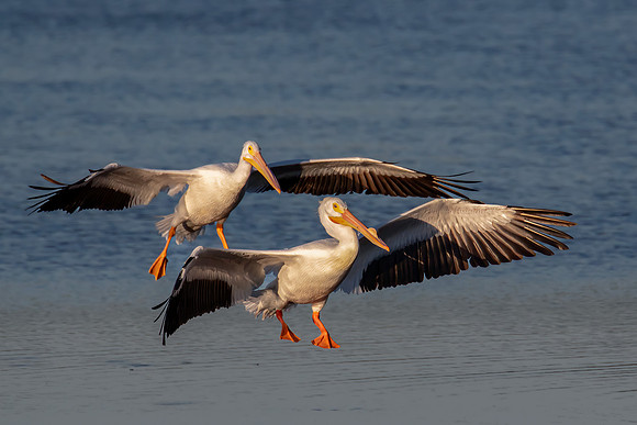 "Pelicans Final Approach"