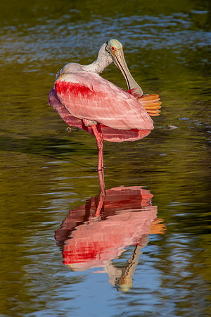 "Preening Roseate Spoonbill"