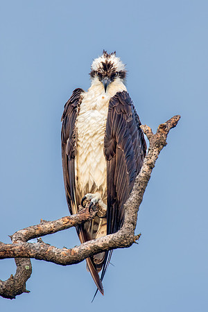"Osprey Stare"