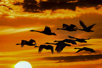 "Trumpeter Flight at Sunrise"
