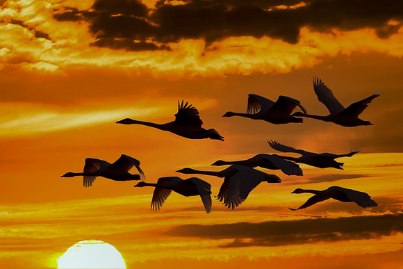"Trumpeter Flight at Sunrise"
