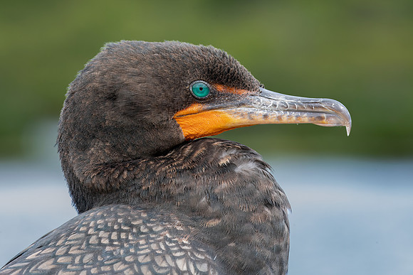"Double-crested Cormorant Portrait"