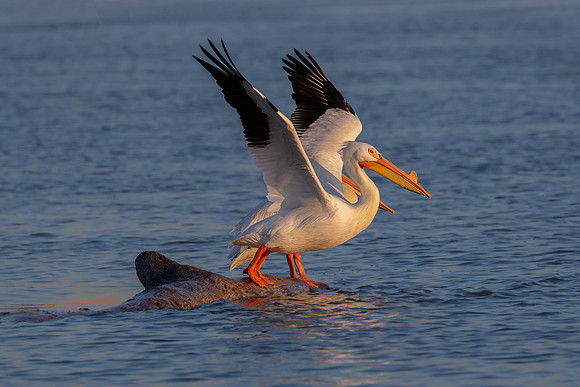 "American White Pelican Takeoff"