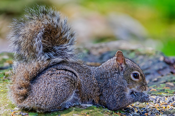"Leisure Feeding"