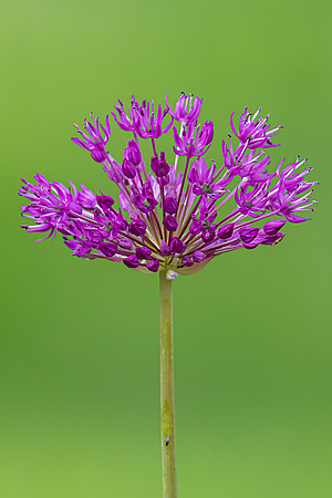 Allium Flower"