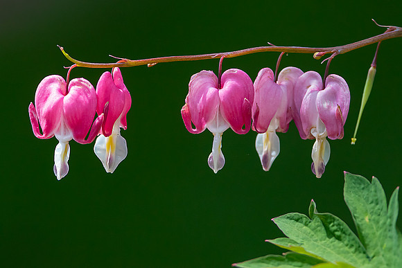 "Bleeding Hearts"