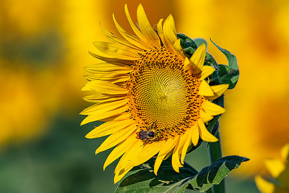 "Sunflower Pollinator"