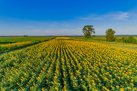 "Rows of Sunflowers"